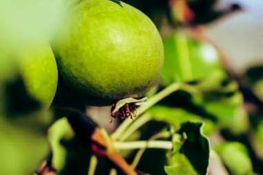 Gömbe : Sedir Ormanları ile Bezenmiş Kaş Yaylası #4092 Gömbe : Sedir Ormanları ile Bezenmiş Kaş Yaylası #4092